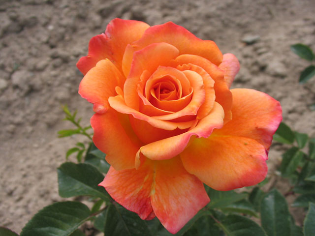 Růže ALEXANDRA