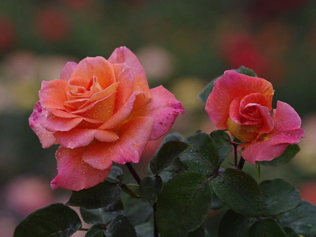 Růže AMBASADOR