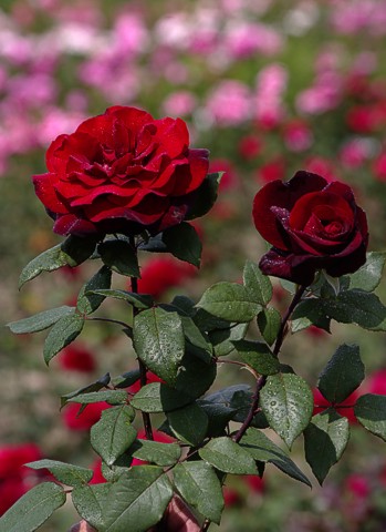 Růže BARKAROLE