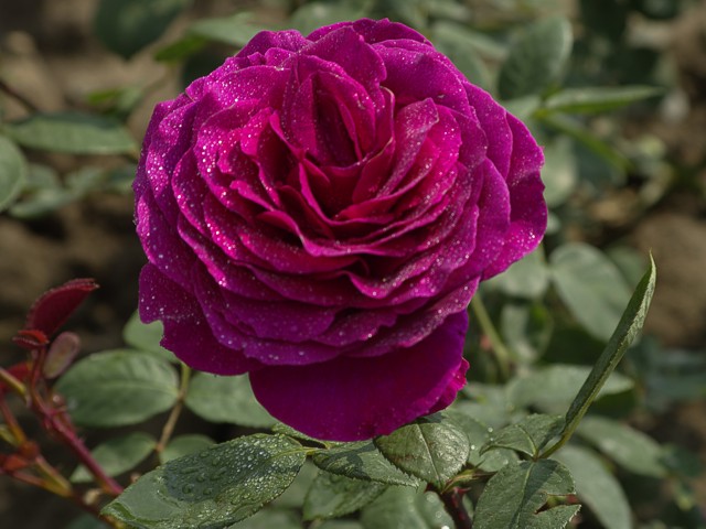 Růže BIG PURPLE