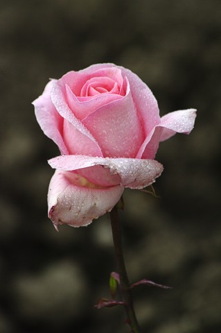 Růže CARLA