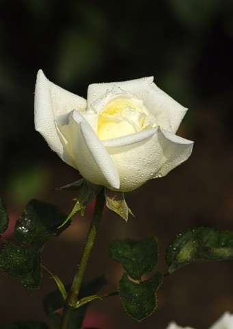 Růže CRYSTAL WHITE