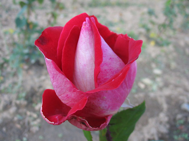 Růže GAWOTTE