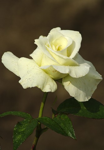 Růže J. F. KENNEDY