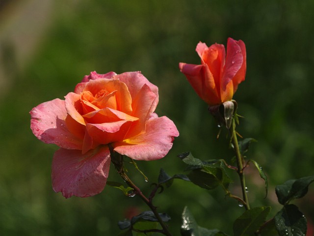 Růže JULIE DELBARD
