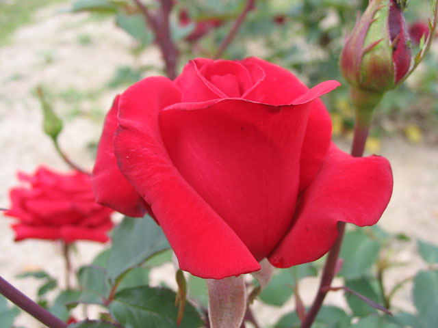 Růže KARDINAL