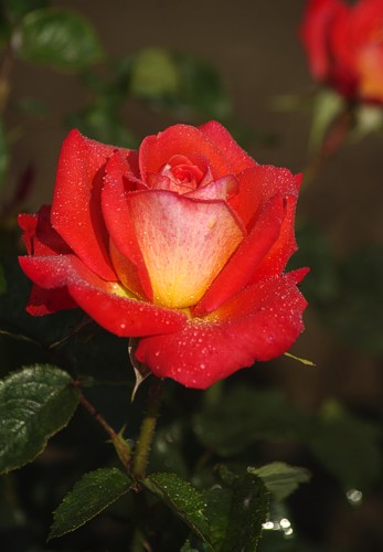 Růže KÖNIGIN DER ROSEN
