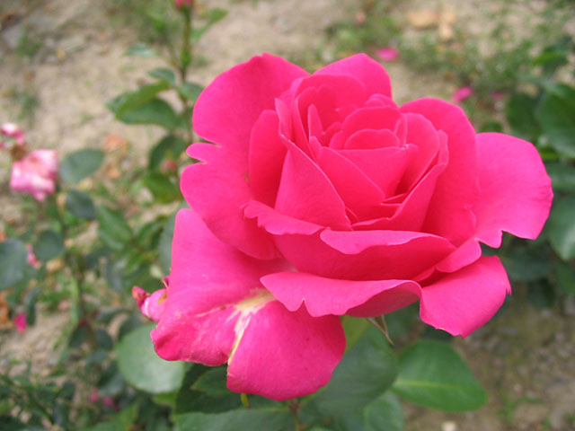 Růže LANCOME