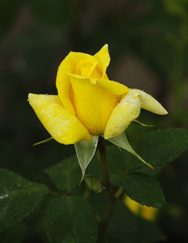 Růže LANDORA