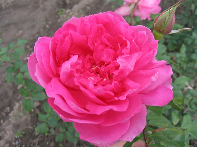 Růže MIMI COERTZE