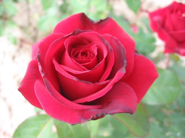Růže MR. LINCOLN