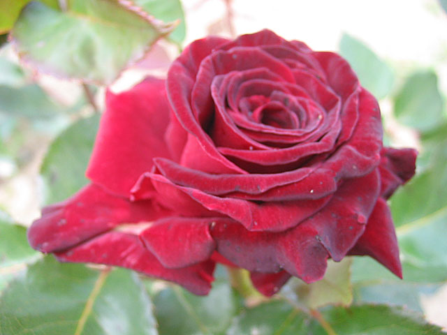 Růže NORITA