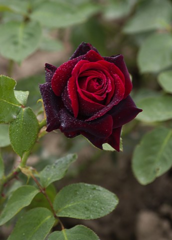 Růže NORITA
