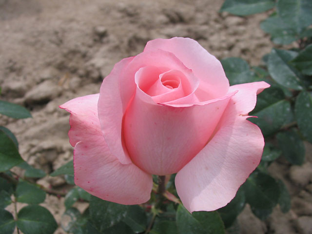 Růže OPERETEN ROSE