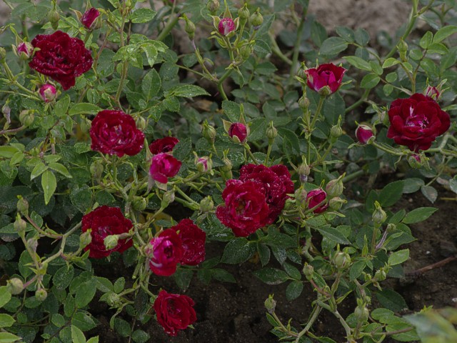 Růže RED CASCADE